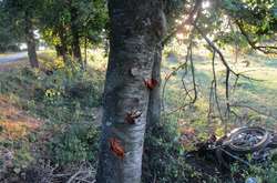 На Вінниччині перекинувся мопед. П’яний 17-річний юнак вижив, а 15-річна дівчина – ні