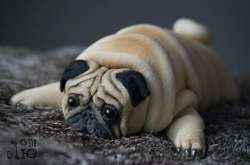 Украинская мастерица создаёт очаровательных мопсов из капроновых колготок