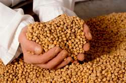 70 тисяч тонн бобів вже місяць кружляють біля берегів Китаю