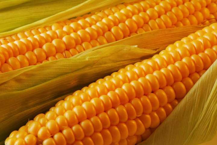 Уряд очікує рекордний врожай кукурудзи