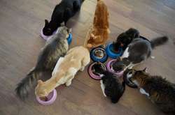 В Греции ищут нового управляющего, который будет ухаживать за 55 кошками в приюте