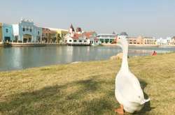 В Китае гусь стал студентом университета