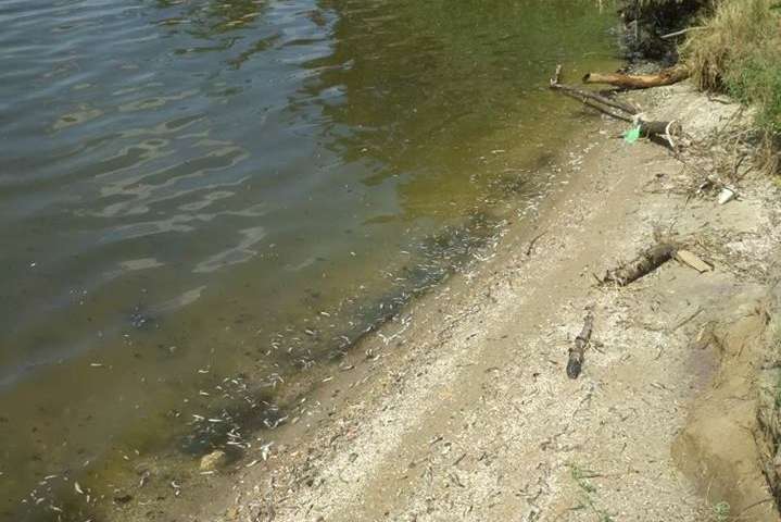 У Миколаєві в річці масово гине риба