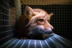 Третина дизайнерів-учасників Ukrainian Fashion Week відмовилася від хутра