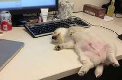 Как животные пытаются пережить жару: смешные фото