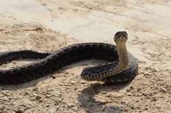 Во Львове умерла девочка, которую укусила змея