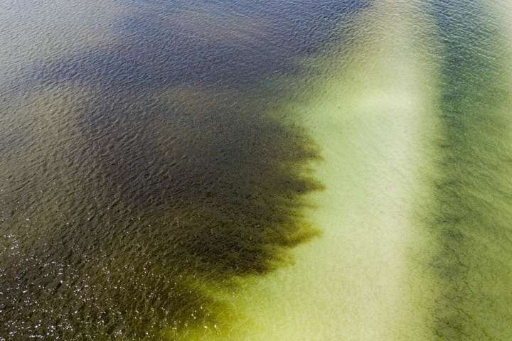 Через токсичні водорості у Флориді оголосили надзвичайний стан 