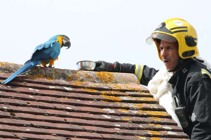 Застрявшая на крыше самка попугая обматерила пожарных, которые приехали её спасать