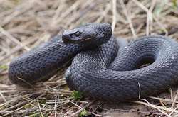 Смерть дитини від укусу змії: львівська прокуратура завела справу на медиків