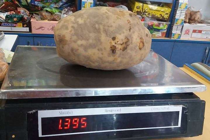 На Львівщині фермер виростив гігантську картоплю (фото)