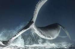 Родни Берси