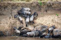 Тисячі антилоп гну переправилися через річку, що кишіла голодними крокодилами