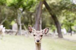 Повседневная жизнь в Японии на снимках итальянского фотографа