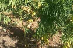 Троє жителів Харківщини на городі вирощували коноплі