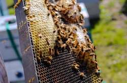 Україна лідирує з виробництва меду в Європі