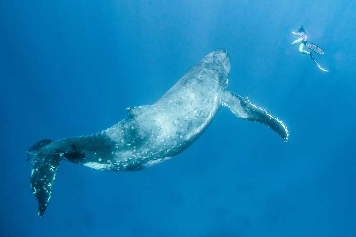 Неймовірна фотосесія молодого кита з людиною