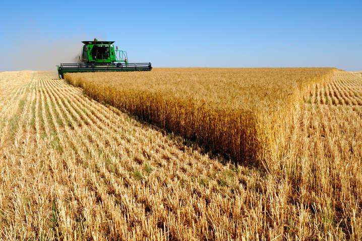 На Київщині вже намолочено понад 1,2 млн тонн зернових