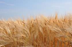 В Ukrlandfarming Бахматюка похвалилися хорошим урожаєм зернових