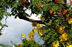 В Україні трохи похолоднішає, в Карпатах пройдуть дощі