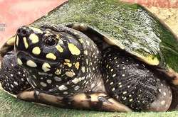 У Іспанії поліція знайшла гігантську нелегальну черепашачу ферму