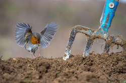 В сети опубликовали впечатляющие снимки победителей конкурса «Птичий фотограф года – 2018»