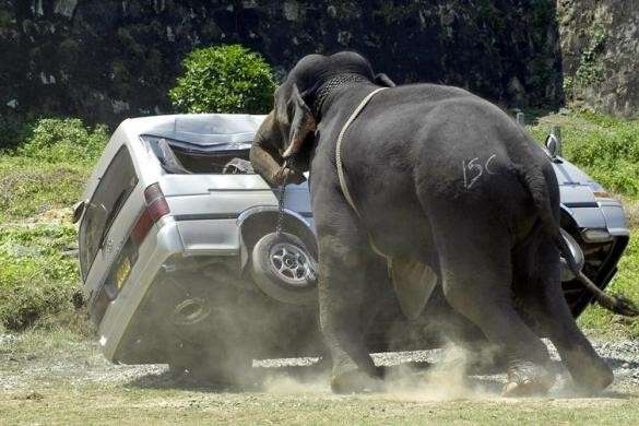 Слон на Шрі-Ланці напав на авто з туристами