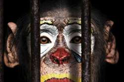 У Вінниці заборонили цирки-шапіто з тваринами