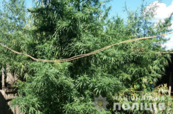 Жителька Київщини вирощувала на городі півтисячі кущів конопель