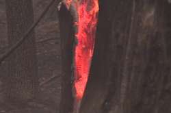 Під Берліном горять ліси. 500 людей евакуювали