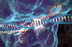 Китайські вчені виявили ген, який впливає на тривалість життя приматів