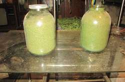 На Київщині чоловік вирощував наркозілля разом з помідорами у теплиці