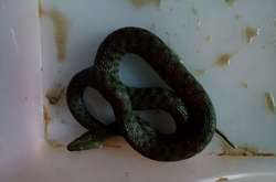 Команда порятунку тварин виловила змію в автівці