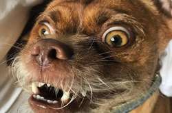 Песик по кличке Бекон