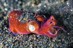 Невероятный подводный мир. Фантастические фото обитателей мирового океана