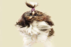 Собаки в полете - веселый фото-проект от Джулии Кристи