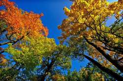 Синоптики прогнозують теплий вересень в Україні 