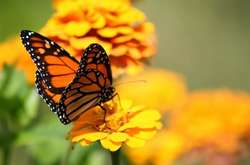 У Києві розпочалося молоде бабине літо