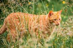 В одному із регіонів Нової Зеландії заборонять котів 