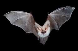 Квартири українців все частіше атакують кажани
