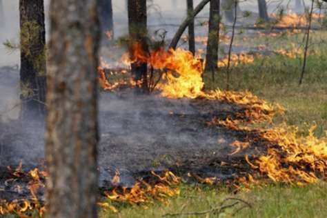 На Харківщині – масштабна пожежа: горять 10 гектарів лісу