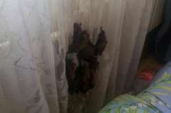 У Харкові квартиру пенсіонерки атакували майже 60 кажанів