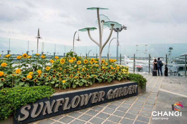 Как выглядит сингапурский аэропорт Чанги - победитель конкурса «Лучший аэропорт мира» (фото)