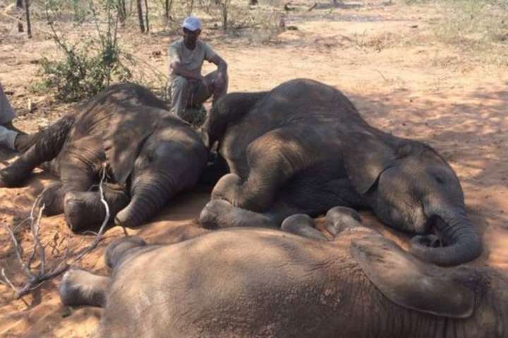 Браконьєри вбили 87 слонів у заповіднику Ботсвани