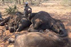 Браконьєри вбили 87 слонів у заповіднику Ботсвани