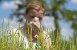  Дощі майже не вплинуть на алергенну обстановку тижня 