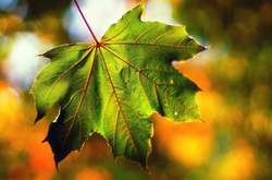 Найближчими днями в Україні стане трохи прохолодніше