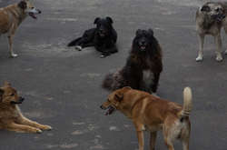 В год 72 тонны трупов. Как на Харьковщине борются с массовым уничтожением животных