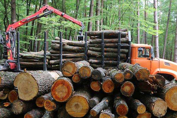 Рада підтримала правки Порошенка у законі про криміналізацію контрабанди лісу 