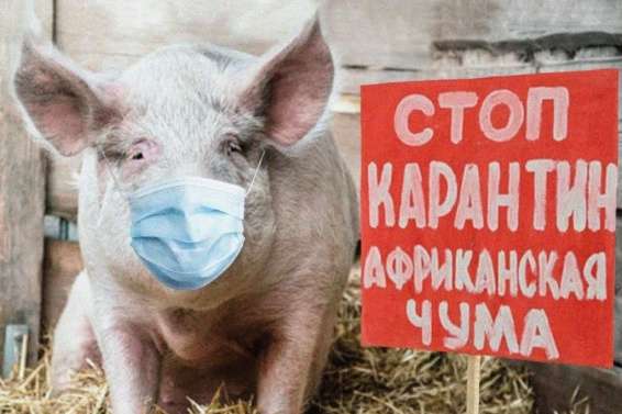 В Болгарии обнаружен вирус африканской чумы свиней