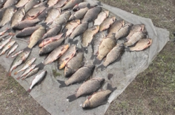 Вилучена у браконьєра риба (ілюстративне фото)